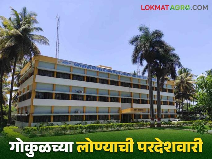 Gokul Dudh : Export of 210 tons of butter from Gokul Milk Union to Atena Milk Union in Azerbaijan | Gokul Dudh : गोकुळ दूध संघातून अझरबैजान देशातील अटेना दूध संघासाठी २१० टन लोणी निर्यात