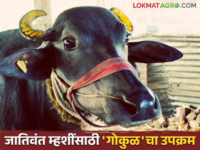 Gokul's new initiative will now bring Jafarabadi, Murha, Mehsana buffaloes from other state to the farmers doorsteps | गोकुळचा नवा उपक्रम आता परराज्यातील जाफराबादी, मुऱ्हा, मेहसाणा म्हशी मिळणार शेतकऱ्यांच्या दारात Gokul's new initiative will now bring Jafarabadi, Murha, Mehsana buffaloes from other state to the farmers doorsteps | गोकुळचा नवा उपक्रम आता परराज्यातील जाफराबादी, मुऱ्हा, मेहसाणा म्हशी मिळणार शेतकऱ्यांच्या दारात