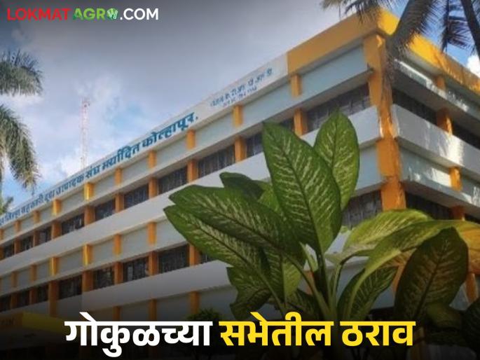 Gokul's 63rd general meeting was held; what resolutions were passed in the meeting? Read in detail | गोकुळची ६३वी सर्वसाधारण सभा झाली; सभेत कोणते ठराव मंजूर झाले? वाचा सविस्तर Gokul's 63rd general meeting was held; what resolutions were passed in the meeting? Read in detail | गोकुळची ६३वी सर्वसाधारण सभा झाली; सभेत कोणते ठराव मंजूर झाले? वाचा सविस्तर