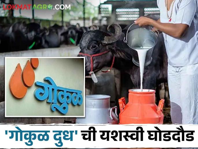 Gokul Milk; This new scheme is bringing Gokul to increase buffalo milk | Gokul Milk; म्हैस दूध वाढीसाठी गोकुळ घेऊन येतंय ही नवीन योजना Gokul Milk; This new scheme is bringing Gokul to increase buffalo milk | Gokul Milk; म्हैस दूध वाढीसाठी गोकुळ घेऊन येतंय ही नवीन योजना