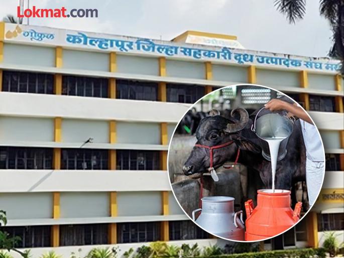 Gokul increases subsidy by Rs 10000 for purchasing buffaloes from other states | Kolhapur: ‘गोकुळ’ची उत्पादकांसाठी खूशखबर; परराज्यांतून म्हैस खरेदीसाठी अनुदानात दहा हजारांची वाढ Gokul increases subsidy by Rs 10000 for purchasing buffaloes from other states | Kolhapur: ‘गोकुळ’ची उत्पादकांसाठी खूशखबर; परराज्यांतून म्हैस खरेदीसाठी अनुदानात दहा हजारांची वाढ