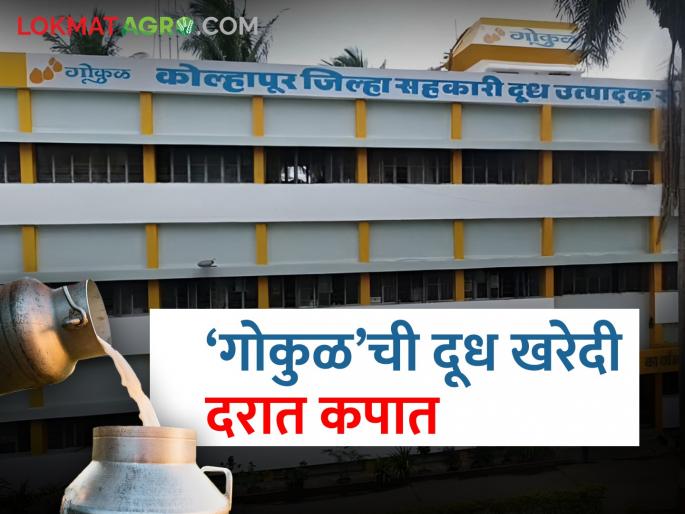 'Gokul' dairy reduced the purchase price of buffalo, cow milk outside the scope | 'गोकुळ'ने केली कार्यक्षेत्राबाहेरील म्हैस, गाय दूध खरेदी दरात कपात 'Gokul' dairy reduced the purchase price of buffalo, cow milk outside the scope | 'गोकुळ'ने केली कार्यक्षेत्राबाहेरील म्हैस, गाय दूध खरेदी दरात कपात