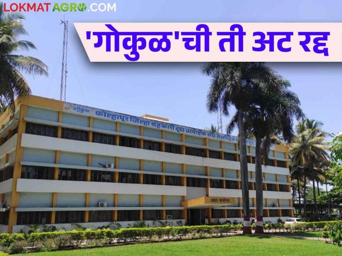 Gokul Milk: 50 liter requirement for Gokul membership has been cancelled | Gokul Milk : गोकुळ सभासदत्वासाठी ५० लिटरची अट झाली रद्द Gokul Milk: 50 liter requirement for Gokul membership has been cancelled | Gokul Milk : गोकुळ सभासदत्वासाठी ५० लिटरची अट झाली रद्द