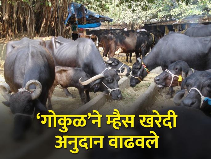 Buying buffalo from abroad? There will be an increase of five thousand in subsidy | परराज्यातून म्हैस खरेदी करताय? अनुदानात होणार पाच हजारांची वाढ Buying buffalo from abroad? There will be an increase of five thousand in subsidy | परराज्यातून म्हैस खरेदी करताय? अनुदानात होणार पाच हजारांची वाढ