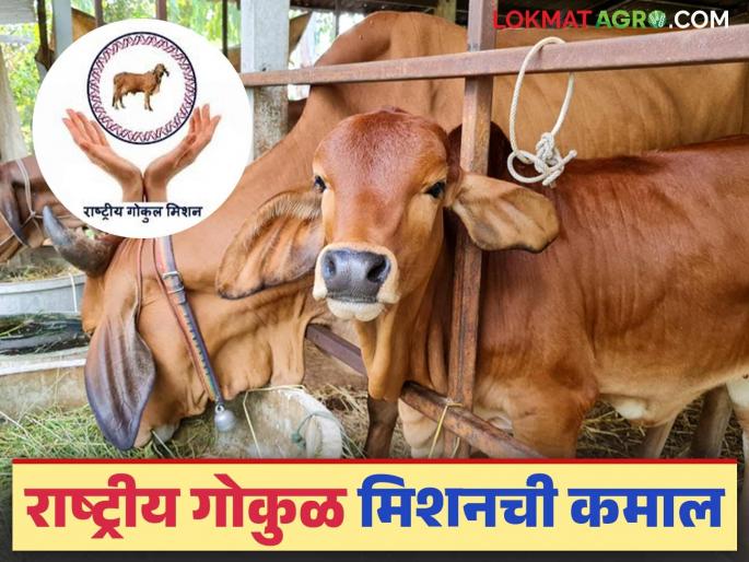 Latest News National Gokul Mission has increased milk production in ten years, read in detail | Rashtriya Gokul Mission : राष्ट्रीय गोकुळ मिशनची किमया, दहा वर्षात 'इतके' दूध उत्पादन वाढलं, वाचा सविस्तर Latest News National Gokul Mission has increased milk production in ten years, read in detail | Rashtriya Gokul Mission : राष्ट्रीय गोकुळ मिशनची किमया, दहा वर्षात 'इतके' दूध उत्पादन वाढलं, वाचा सविस्तर