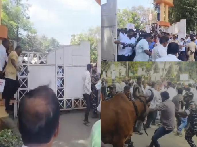 Milk producers march on Gokul over debenture issue Clash between protesters and police in Kolhapur | Kolhapur: 'डिबेंचर'प्रश्नी दूध उत्पादकांचा 'गोकुळ'वर मोर्चा; कार्यालयात जनावरे घुसवली, आंदोलक-पोलिसांमध्ये झटापट Milk producers march on Gokul over debenture issue Clash between protesters and police in Kolhapur | Kolhapur: 'डिबेंचर'प्रश्नी दूध उत्पादकांचा 'गोकुळ'वर मोर्चा; कार्यालयात जनावरे घुसवली, आंदोलक-पोलिसांमध्ये झटापट