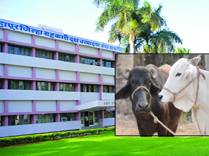 Gokul has increased the subsidy for institution management expenses | Kolhapur: ‘गोकुळ’ने केली संस्था व्यवस्थापन खर्च अनुदानात वाढ