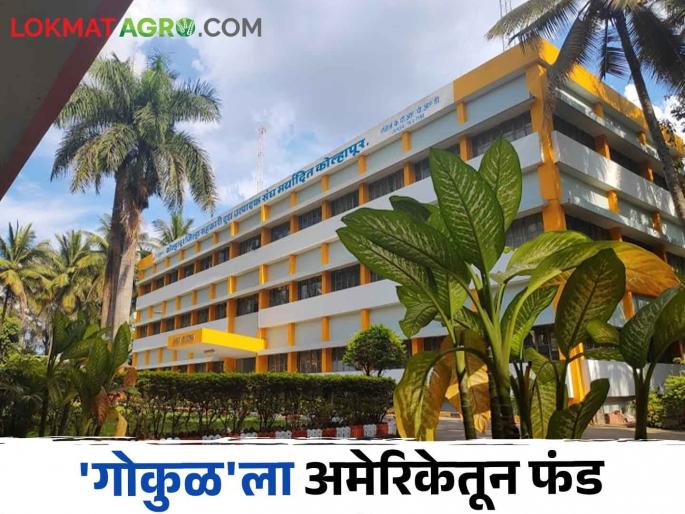 Gokul Milk 1 Crore 46 Lakh Fund from America to 'Gokul' for increasing buffalo milk production; How is the project? | Gokul Milk म्हैस दूध उत्पादन वाढीसाठी 'गोकुळ'ला अमेरिकेतून १ कोटी ४६ लाख फंड; कसा आहे प्रकल्प Gokul Milk 1 Crore 46 Lakh Fund from America to 'Gokul' for increasing buffalo milk production; How is the project? | Gokul Milk म्हैस दूध उत्पादन वाढीसाठी 'गोकुळ'ला अमेरिकेतून १ कोटी ४६ लाख फंड; कसा आहे प्रकल्प