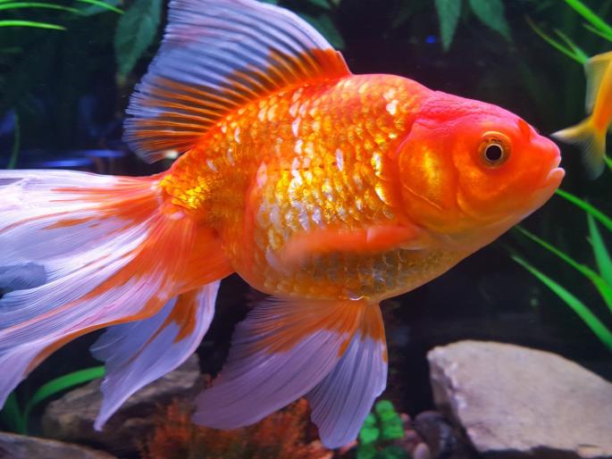 fish is driving car video goes viral on social media | मछली जल की रानी! पण या माशाने तर चक्क चालवली कार, विश्वास बसत नसेल तर पाहा Video fish is driving car video goes viral on social media | मछली जल की रानी! पण या माशाने तर चक्क चालवली कार, विश्वास बसत नसेल तर पाहा Video