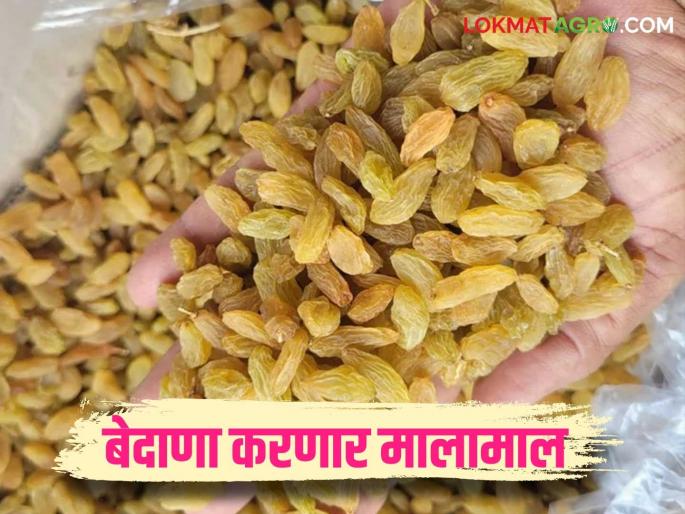 Bedana Market : Highest ever price for golden raisins in Pandharpur Market Committee; Read in detail | Bedana Market : पंढरपूर बाजार समितीत गोल्डन रंगाच्या बेदाण्याला आजपर्यंतचा सर्वाधिक दर; वाचा सविस्तर Bedana Market : Highest ever price for golden raisins in Pandharpur Market Committee; Read in detail | Bedana Market : पंढरपूर बाजार समितीत गोल्डन रंगाच्या बेदाण्याला आजपर्यंतचा सर्वाधिक दर; वाचा सविस्तर