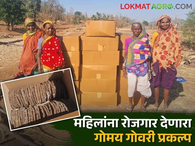Holi2024: One gowri for five rupees for Holi, 'Gomay Gowri project' becomes employment for tribal women | Holi2024 : होळीसाठी पाच रुपयांना एक गोवरी, आदिवासी महिलांसाठी 'गोमय गोवरी प्रकल्प' बनला रोजगार  Holi2024: One gowri for five rupees for Holi, 'Gomay Gowri project' becomes employment for tribal women | Holi2024 : होळीसाठी पाच रुपयांना एक गोवरी, आदिवासी महिलांसाठी 'गोमय गोवरी प्रकल्प' बनला रोजगार