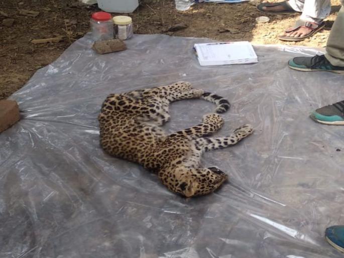 The leopard's calf deaths in Gondiya | गोंदियात बिबट्याच्या बछड्याचा मृत्यू  The leopard's calf deaths in Gondiya | गोंदियात बिबट्याच्या बछड्याचा मृत्यू