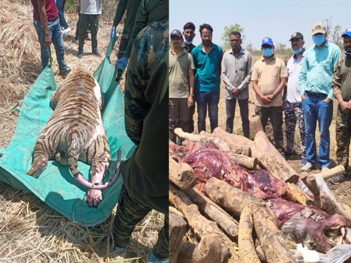 Tiger dies after falling into well while searching for prey; Incident at Sarra Malhi in Tiroda taluka | शिकारीच्या शोधात विहिरीत पडून वाघाचा मृत्यू; तिरोडा तालुक्यातील सर्रा माल्ही येथील घटना Tiger dies after falling into well while searching for prey; Incident at Sarra Malhi in Tiroda taluka | शिकारीच्या शोधात विहिरीत पडून वाघाचा मृत्यू; तिरोडा तालुक्यातील सर्रा माल्ही येथील घटना