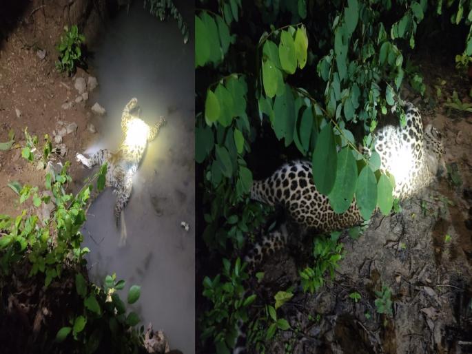 two leopards Hunted by giving them electricity current, incident at Vadegaon in Deori taluka | करंट लावून दोन बिबट्यांची शिकार, देवरी तालुक्यातील वडेगाव येथील घटना two leopards Hunted by giving them electricity current, incident at Vadegaon in Deori taluka | करंट लावून दोन बिबट्यांची शिकार, देवरी तालुक्यातील वडेगाव येथील घटना