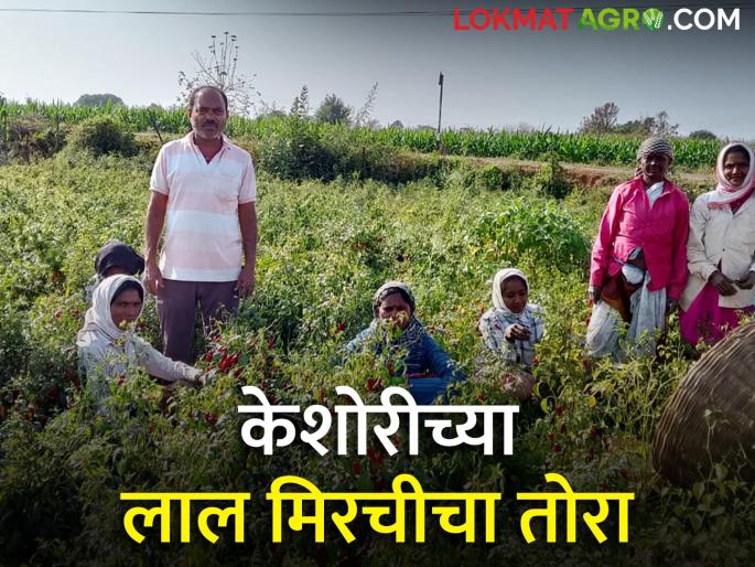 Latest News Keshori chilli from Gondia district is also in demand inter state | केशोरी मिरची परराज्यातही भारी, पण शेतकरी नाखूश, कारण काय? Latest News Keshori chilli from Gondia district is also in demand inter state | केशोरी मिरची परराज्यातही भारी, पण शेतकरी नाखूश, कारण काय?