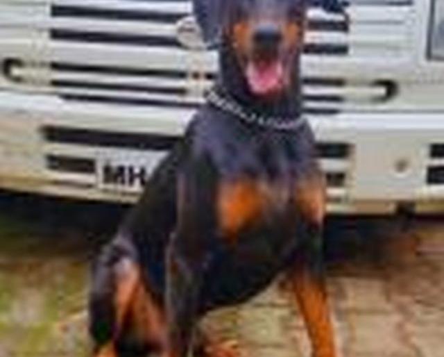 Google searches for missing girl; Exposed to sexual harassment | हरविलेल्या बालिकेचा ‘गुगल’ने घेतला शाेध; लैंगिक अत्याचाराचा झाला पर्दाफाश