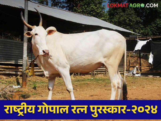 Farmers can get a reward of up to 5 lakhs for your livestock.. Register for this award | National Gopal Ratna Award 2024: पशुपालकानों तुमच्या पशुधनास मिळू शकते ५ लाखापर्यंतचे बक्षीस.. करा या पुरस्कारासाठी नाव नोंदणी