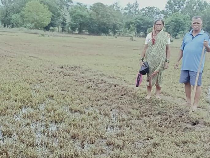 The loss of agriculture in Goregaon | गोरेगावातील शेतीचे नुकसान; पीक कुजले