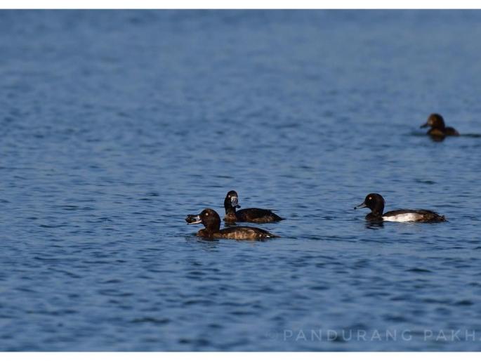 Bird school filled on Gorewada lake: Increased crowd of observers | गोरेवाडा तलावावर भरली पक्ष्यांची शाळा  : निरीक्षकांची वाढली गर्दी
