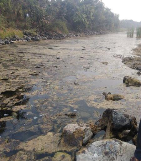 Infectious water in the Gorevada lake in Nagpur | नागपुरातील गोरेवाडा तलावात नाल्याचे दूषित पाणी