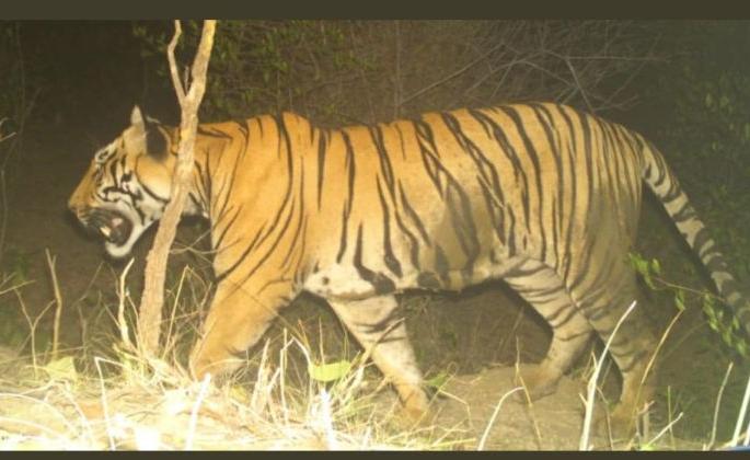 There will be a covid investigation of the dead tiger | ‘त्या’ मृत शिकारी वाघाची होणार कोविड तपासणी
