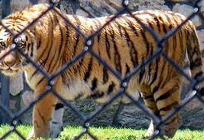Tigers, leopard and bears brought to Gorewada | गोरेवाड्यात आणले वाघ, बिबट आणि अस्वल Tigers, leopard and bears brought to Gorewada | गोरेवाड्यात आणले वाघ, बिबट आणि अस्वल