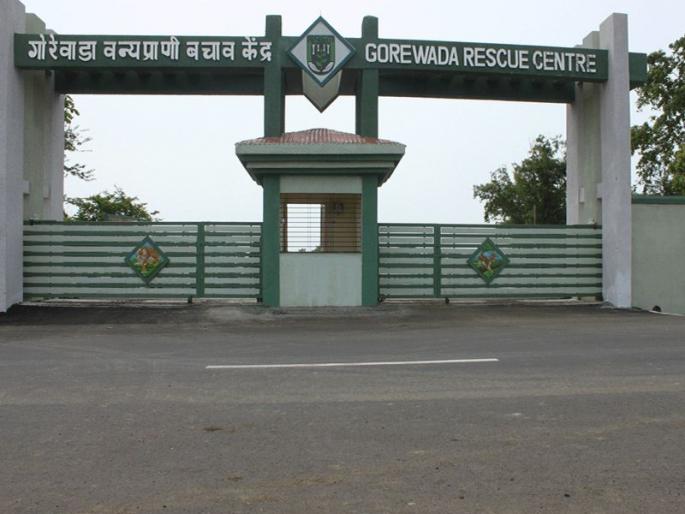 Govt approves opening of Gorewada International Zoo | गोरेवाडा आंतरराष्ट्रीय प्राणिसंग्रहालय सुरू करण्यास केंद्राची मंजुरी Govt approves opening of Gorewada International Zoo | गोरेवाडा आंतरराष्ट्रीय प्राणिसंग्रहालय सुरू करण्यास केंद्राची मंजुरी