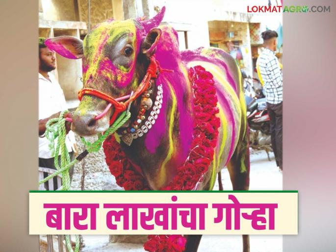 Latest News bullock fetched price of Rs 80 thousand to Rs 12 lakhs in a year see details | बारा लाखांचा गोऱ्हा, वर्षभरात 80 हजाराहून बारा लाखांची किंमत कशी मिळाली?  Latest News bullock fetched price of Rs 80 thousand to Rs 12 lakhs in a year see details | बारा लाखांचा गोऱ्हा, वर्षभरात 80 हजाराहून बारा लाखांची किंमत कशी मिळाली?