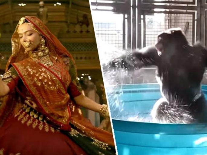 #Video: Gorila Dancing on Deepika Padukon's Ghumar song from padmavati | #Video : पाहा हा गोरीला कसा ताल धरतो दीपिकाच्या 'घुमर'वर #Video: Gorila Dancing on Deepika Padukon's Ghumar song from padmavati | #Video : पाहा हा गोरीला कसा ताल धरतो दीपिकाच्या 'घुमर'वर