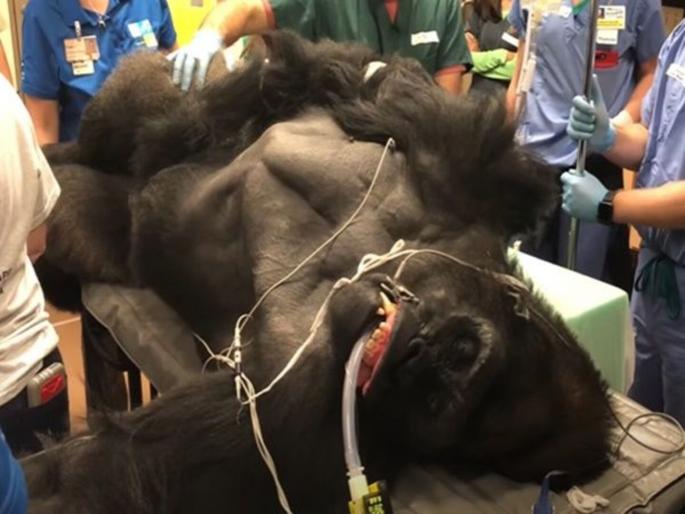 Gorilla undergoing a medical procedure pics and videos will shock you | VIDEO : १८७ किलो वजनी गोरिल्लावर असा केला उपचार, आधी कधी पाहिलं नसेल..... Gorilla undergoing a medical procedure pics and videos will shock you | VIDEO : १८७ किलो वजनी गोरिल्लावर असा केला उपचार, आधी कधी पाहिलं नसेल.....