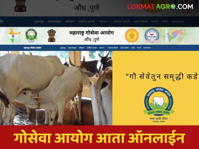 Maharashtra Goseva Aayog website launched, a treasure trove of information on cow conservation | गोवंश संवर्धनाबद्दल माहितीचा खजिना असणारी महाराष्ट्र गोसेवा आयोगाची वेबसाईट सुरु Maharashtra Goseva Aayog website launched, a treasure trove of information on cow conservation | गोवंश संवर्धनाबद्दल माहितीचा खजिना असणारी महाराष्ट्र गोसेवा आयोगाची वेबसाईट सुरु