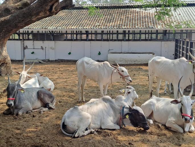 Increase the manpower and funds required for the Maharashtra Gosewa Commission | गोसेवा आयोगासाठी आवश्यक मनुष्यबळ आणि निधी यात वाढ करणार Increase the manpower and funds required for the Maharashtra Gosewa Commission | गोसेवा आयोगासाठी आवश्यक मनुष्यबळ आणि निधी यात वाढ करणार