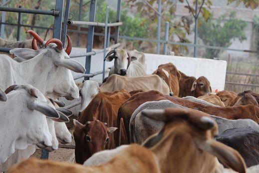 Establishment of four Govardhan Govansh Seva Kendra in Nagpur district | नागपूर जिल्ह्यात चार गोवर्धन गोवंश सेवा केंद्रांची होणार स्थापना