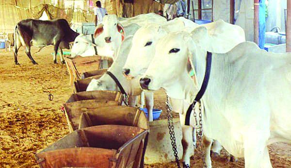 Goshala crisis due to subsidy | अनुदानाअभावी गोशाळा संकटात