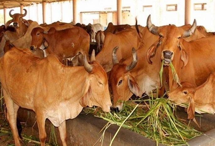  A series of staircases for the starvation of the goddess | गोधनाच्या क्षुधाशांतीसाठी गोशाळाचालकांची तारांबळ