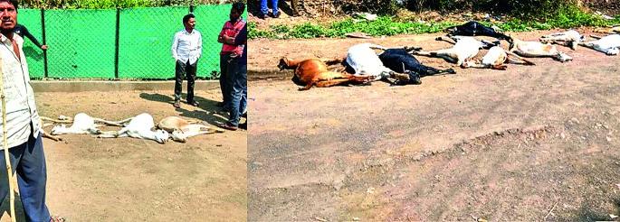 Death of 12 goats at the same time in the forest of Akot taluka | अकोट तालुक्यातील पणज येथे एकाच वेळी १२ बकर्‍यांचा मृत्यू