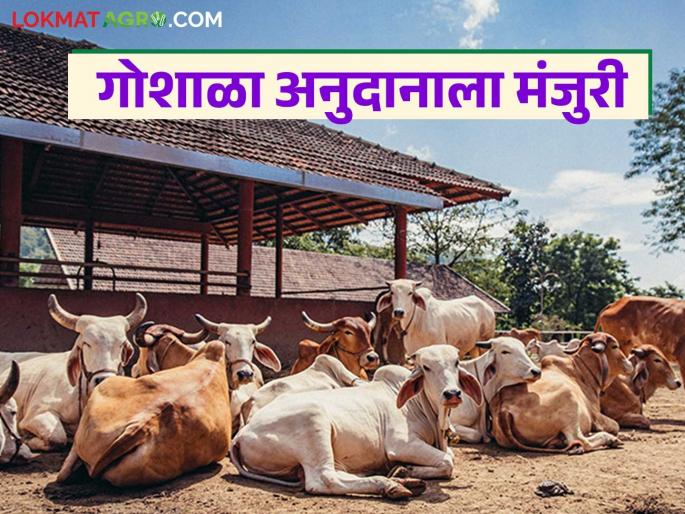 State government approves grant to these 30 cow shelters in the state; Government decision taken | राज्यातील या ३० गोशाळांना अनुदान देण्यास राज्य शासनाची मंजुरी; शासन निर्णय आला State government approves grant to these 30 cow shelters in the state; Government decision taken | राज्यातील या ३० गोशाळांना अनुदान देण्यास राज्य शासनाची मंजुरी; शासन निर्णय आला