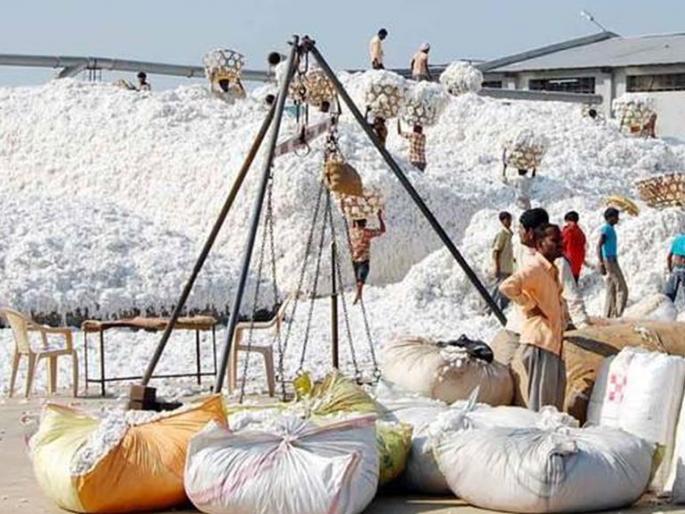 Shortage of workers due to lockdown; Government cotton procurement in trouble | 'लॉकडाउन'मुळे कामगारांचा तुटवडा; शासकीय कापूस खरेदी अडचणीत  Shortage of workers due to lockdown; Government cotton procurement in trouble | 'लॉकडाउन'मुळे कामगारांचा तुटवडा; शासकीय कापूस खरेदी अडचणीत