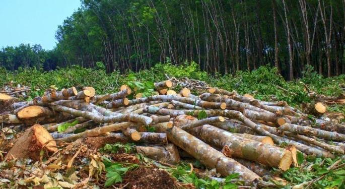 Preparing to cut down 4500 trees in Ajni forest in Nagpur | जनविराेध माेडून अजनी वनातील ४५०० झाडे कापण्याची तयारी Preparing to cut down 4500 trees in Ajni forest in Nagpur | जनविराेध माेडून अजनी वनातील ४५०० झाडे कापण्याची तयारी