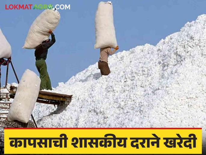 Cotton Market : Inflow of cotton is increasing in the government center, read in detail | cotton Market : शासकीय केंद्रात कापसाची आवक वाढतेय वाचा सविस्तर Cotton Market : Inflow of cotton is increasing in the government center, read in detail | cotton Market : शासकीय केंद्रात कापसाची आवक वाढतेय वाचा सविस्तर