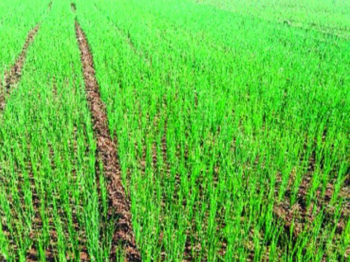 Nutritious nutrients for pink cold crops | गुलाबी थंडी पिकांसाठी ठरतेय पोषक