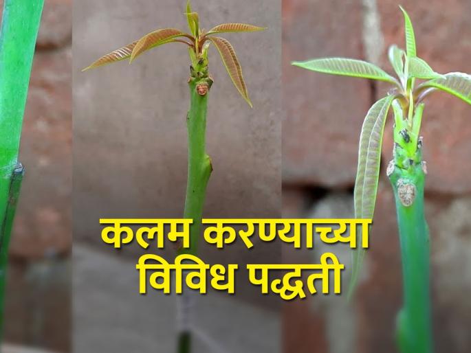 How is grafting done in fruit crops? What are its improved methods? | फळपिकांत कलम कसे केले जाते? How is grafting done in fruit crops? What are its improved methods? | फळपिकांत कलम कसे केले जाते?