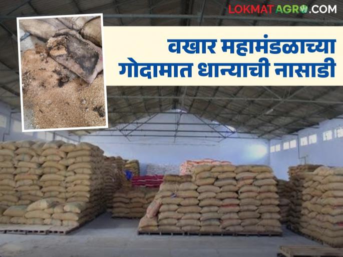 latest news Wakhar Corporation: Conduct a panchnama of pest-infested grains; Farmers issue ultimatum to Wakhar Corporation | Wakhar Corporation: कीडग्रस्त धान्याचा पंचनामा करा; शेतकऱ्यांचा वखार महामंडळाला अल्टिमेटम