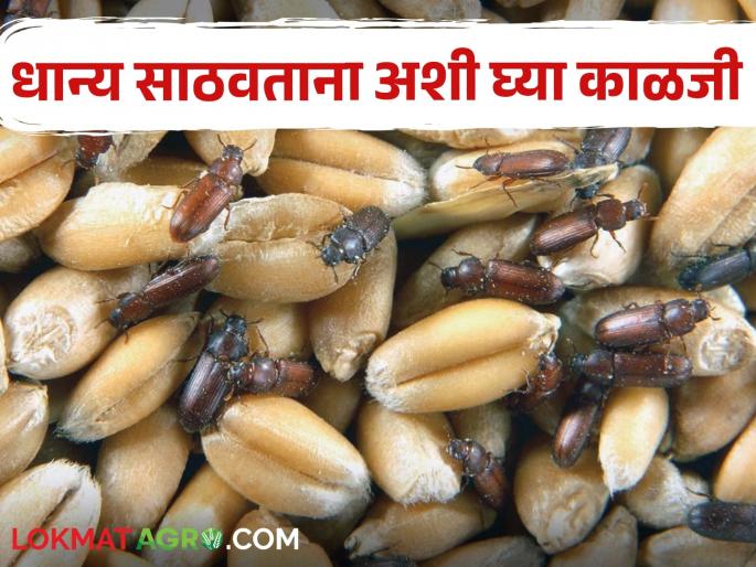 Do this simple solution while storing grain to avoid pests | धान्याला कीड लागू नये म्हणून धान्य साठवताना करा हे सोपे उपाय Do this simple solution while storing grain to avoid pests | धान्याला कीड लागू नये म्हणून धान्य साठवताना करा हे सोपे उपाय