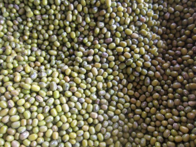 Grain prices pushed down, guarantee of products not assured | मुगाच्या राशी झाल्या; भाव घसरले... हमीभाव अजूनही अधांतरी! Grain prices pushed down, guarantee of products not assured | मुगाच्या राशी झाल्या; भाव घसरले... हमीभाव अजूनही अधांतरी!