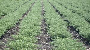 Farmer's emphasis on sowing of gram | हरभऱ्याच्या पेरणीवर शेतकऱ्यांचा भर Farmer's emphasis on sowing of gram | हरभऱ्याच्या पेरणीवर शेतकऱ्यांचा भर