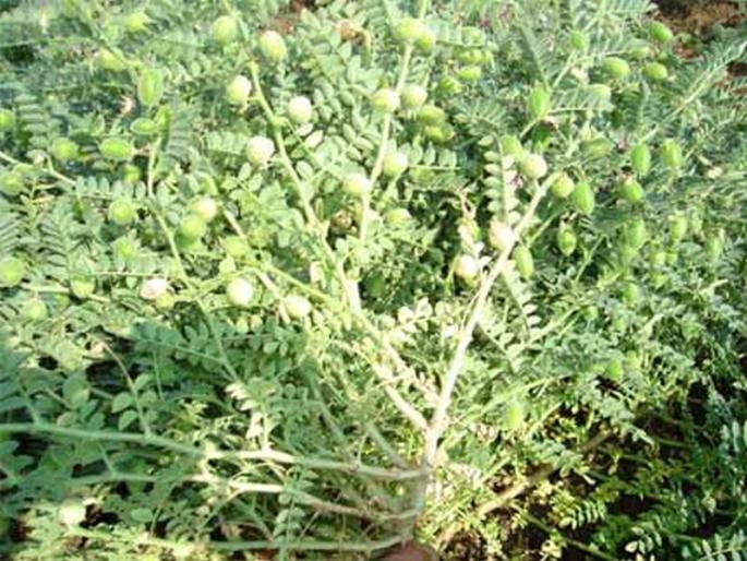 Now the gram crop can be removed by machines | आता यंत्राणे काढता येईल हरभरा!