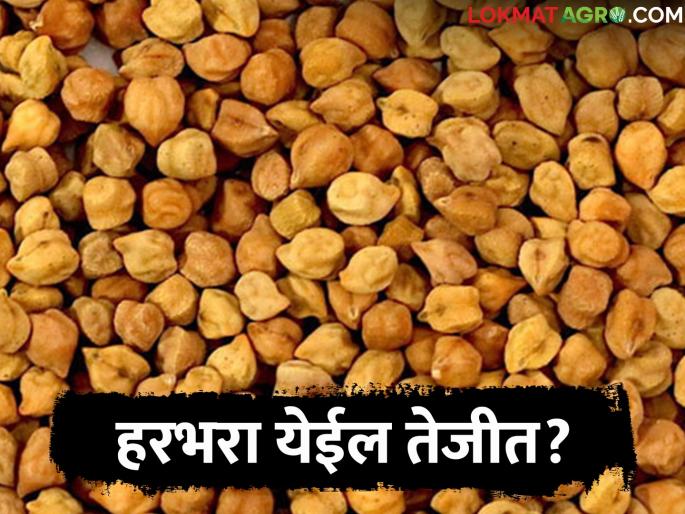 Gram exports increased compared to previous year; How will the market price be? | मागील वर्षाच्या तुलनेत हरभरा निर्यात वाढली; कसा राहील बाजारभाव?