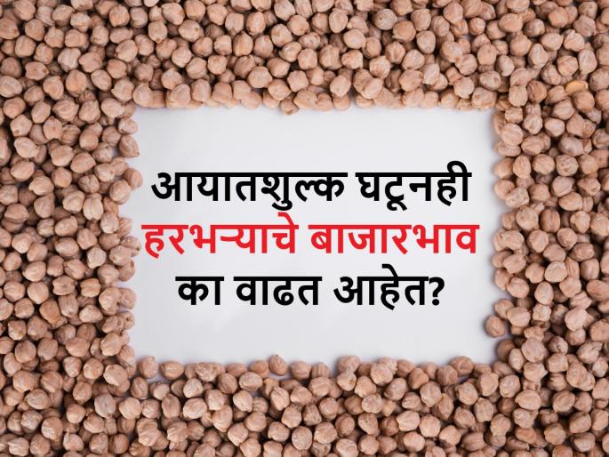Why are the prices of gram chana are increasing after zero import duty? know the future chana prices | ऐन मतदानाच्या तोंडावर हरभऱ्याच्या किंमती का वाढत आहेत? भविष्यात कसे असतील बाजारभाव Why are the prices of gram chana are increasing after zero import duty? know the future chana prices | ऐन मतदानाच्या तोंडावर हरभऱ्याच्या किंमती का वाढत आहेत? भविष्यात कसे असतील बाजारभाव