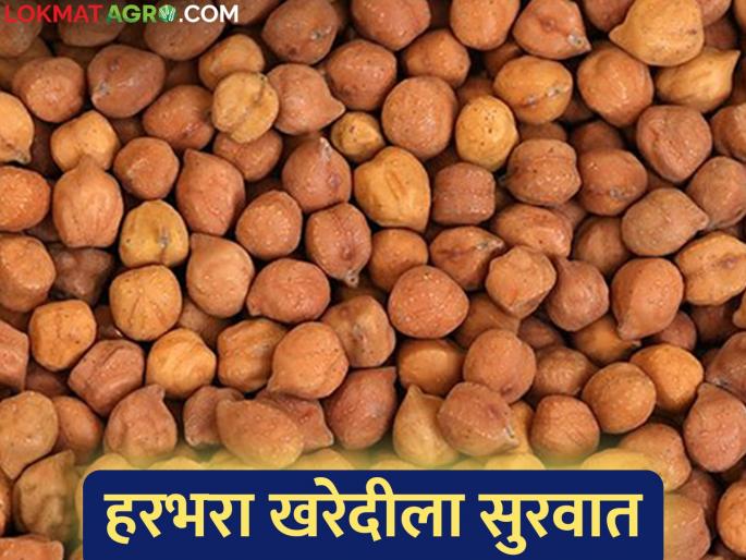 Online registration for gram purchase in Sanglit Panan has started | सांगलीत पणनची हरभरा खरेदीसाठी ऑनलाइन नोंदणी सुरू Online registration for gram purchase in Sanglit Panan has started | सांगलीत पणनची हरभरा खरेदीसाठी ऑनलाइन नोंदणी सुरू